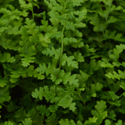 Hardy Fern Dryopteris filix-mas 'Barnesi'